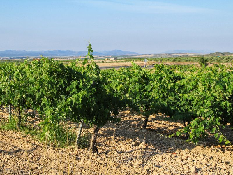 Pasión vinícola de Jumilla